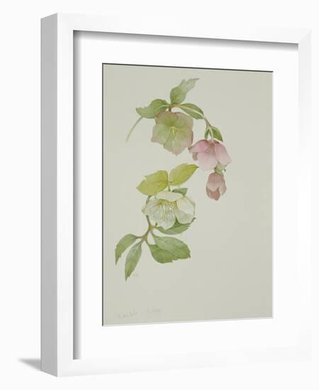 Helleborus orientalio and Helleborus niger-Sarah Creswell-Framed Giclee Print