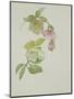 Helleborus orientalio and Helleborus niger-Sarah Creswell-Mounted Giclee Print