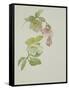 Helleborus orientalio and Helleborus niger-Sarah Creswell-Framed Stretched Canvas