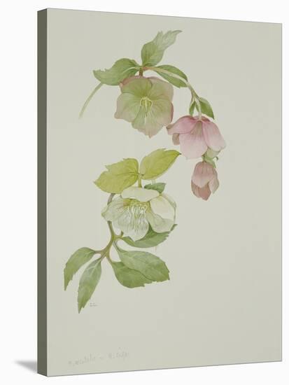 Helleborus orientalio and Helleborus niger-Sarah Creswell-Stretched Canvas