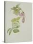 Helleborus orientalio and Helleborus niger-Sarah Creswell-Stretched Canvas