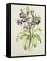 Helleborus Orientalis from Helen Ballard (Dark Purple Flowers)-Alison Cooper-Framed Stretched Canvas