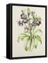 Helleborus Orientalis from Helen Ballard (Dark Purple Flowers)-Alison Cooper-Framed Stretched Canvas