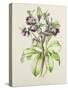 Helleborus Orientalis from Helen Ballard (Dark Purple Flowers)-Alison Cooper-Stretched Canvas