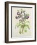 Helleborus Orientalis from Helen Ballard (Dark Purple Flowers)-Alison Cooper-Framed Giclee Print