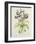 Helleborus Orientalis from Helen Ballard (Dark Purple Flowers)-Alison Cooper-Framed Giclee Print