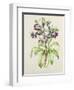 Helleborus Orientalis from Helen Ballard (Dark Purple Flowers)-Alison Cooper-Framed Giclee Print