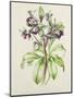 Helleborus Orientalis from Helen Ballard (Dark Purple Flowers)-Alison Cooper-Mounted Giclee Print