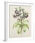 Helleborus Orientalis from Helen Ballard (Dark Purple Flowers)-Alison Cooper-Framed Giclee Print