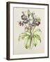 Helleborus Orientalis from Helen Ballard (Dark Purple Flowers)-Alison Cooper-Framed Giclee Print