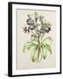 Helleborus Orientalis from Helen Ballard (Dark Purple Flowers)-Alison Cooper-Framed Giclee Print