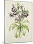 Helleborus Orientalis from Helen Ballard (Dark Purple Flowers)-Alison Cooper-Mounted Giclee Print