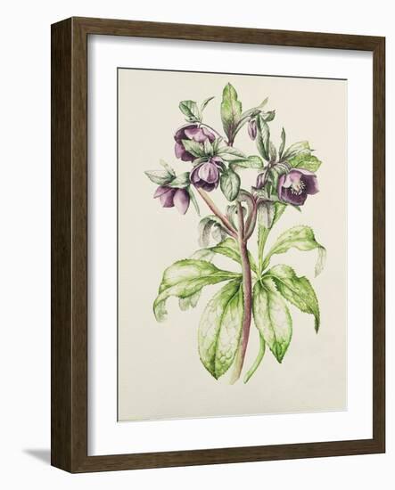 Helleborus Orientalis from Helen Ballard (Dark Purple Flowers)-Alison Cooper-Framed Giclee Print