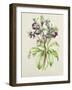 Helleborus Orientalis from Helen Ballard (Dark Purple Flowers)-Alison Cooper-Framed Giclee Print