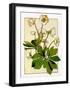 Helleborus-Anna Martin-Framed Art Print