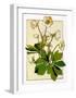 Helleborus-Anna Martin-Framed Art Print