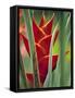 Helliconias, Rarotonga, Cook Islands-Walter Bibikow-Framed Stretched Canvas