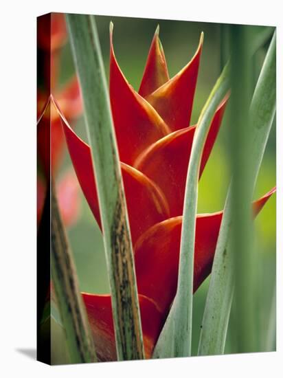 Helliconias, Rarotonga, Cook Islands-Walter Bibikow-Stretched Canvas