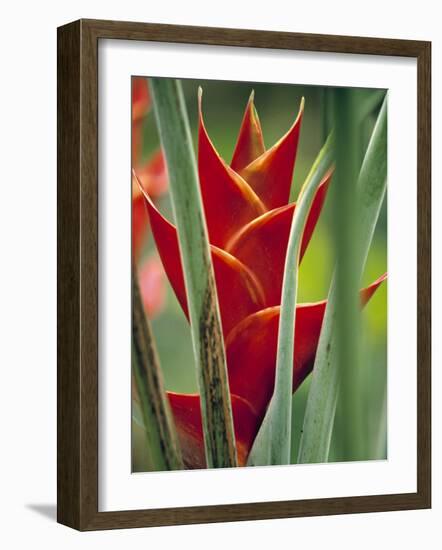 Helliconias, Rarotonga, Cook Islands-Walter Bibikow-Framed Photographic Print