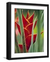 Helliconias, Rarotonga, Cook Islands-Walter Bibikow-Framed Photographic Print