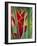 Helliconias, Rarotonga, Cook Islands-Walter Bibikow-Framed Photographic Print