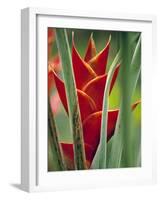 Helliconias, Rarotonga, Cook Islands-Walter Bibikow-Framed Photographic Print