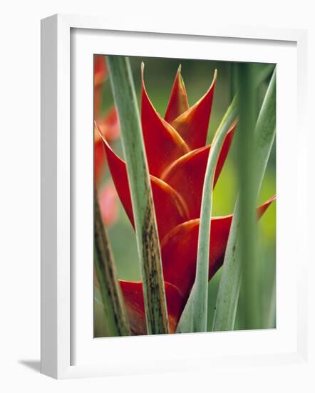 Helliconias, Rarotonga, Cook Islands-Walter Bibikow-Framed Photographic Print