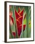 Helliconias, Rarotonga, Cook Islands-Walter Bibikow-Framed Photographic Print