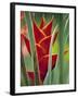 Helliconias, Rarotonga, Cook Islands-Walter Bibikow-Framed Photographic Print