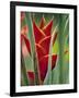 Helliconias, Rarotonga, Cook Islands-Walter Bibikow-Framed Photographic Print