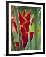 Helliconias, Rarotonga, Cook Islands-Walter Bibikow-Framed Photographic Print