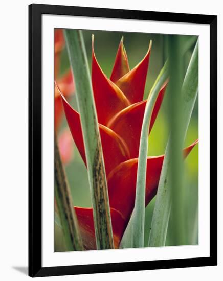 Helliconias, Rarotonga, Cook Islands-Walter Bibikow-Framed Photographic Print