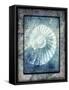 Hello Beach Shell I-LightBoxJournal-Framed Stretched Canvas