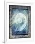 Hello Beach Shell I-LightBoxJournal-Framed Giclee Print