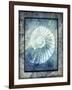 Hello Beach Shell I-LightBoxJournal-Framed Giclee Print