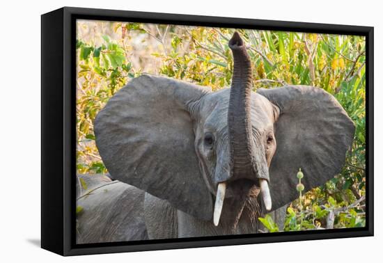 Hello Elephant-Howard Ruby-Framed Stretched Canvas