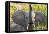 Hello Elephant-Howard Ruby-Framed Stretched Canvas