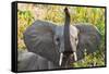 Hello Elephant-Howard Ruby-Framed Stretched Canvas