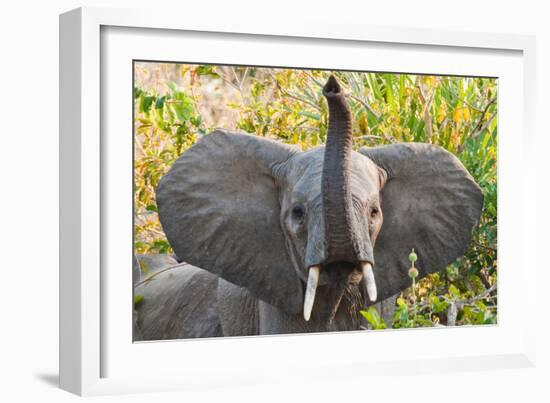 Hello Elephant-Howard Ruby-Framed Photographic Print