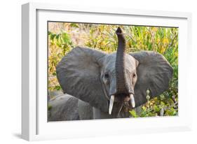 Hello Elephant-Howard Ruby-Framed Photographic Print