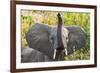 Hello Elephant-Howard Ruby-Framed Photographic Print