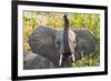 Hello Elephant-Howard Ruby-Framed Photographic Print