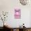 Hello Kitty and Friends: 24 Flowers - Kuromi-Trends International-Stretched Canvas displayed on a wall