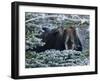 Hello Mr. Moose-Brenda Petrella Photography LLC-Framed Giclee Print