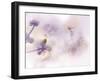 Hello there...-Ellen van Deelen-Framed Photographic Print