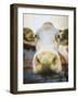 Hello-Denise Brown-Framed Art Print