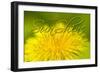 Hellow Sunshine-Cora Niele-Framed Giclee Print