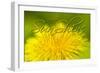 Hellow Sunshine-Cora Niele-Framed Giclee Print