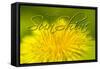 Hellow Sunshine-Cora Niele-Framed Stretched Canvas