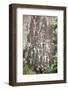 Hells Canyon, WA. Native American petroglyphs at Buffalo Eddy in the Snake River.-Janet Horton-Framed Photographic Print